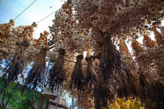 Flower Market