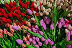 Tulips at the flower market