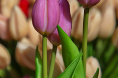 Tulips at the flower market