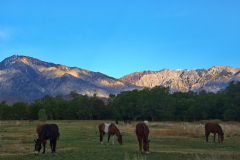Mules and the Eastern Sierras