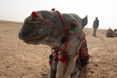 My Camel Donald