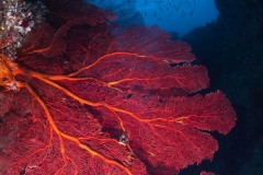 Sea Fan and Fish