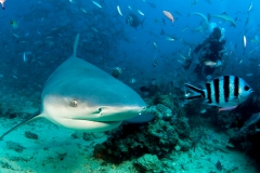 Bull Shark