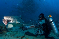 Bull Shark Feeding