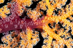Soft Coral