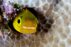 Yellow Blennie