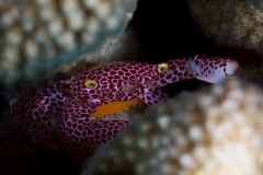 Red-Spotted Guard Crab with eggs