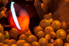 Cinnamon Clownfish