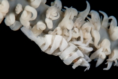 Wire Coral Shrimp