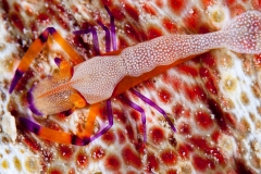 Emperor shrimp