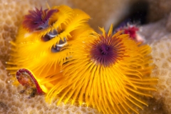 Christmas Tree worm