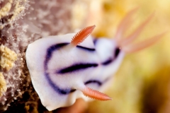 nudibranch
