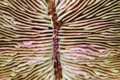Mushroom Coral