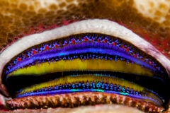 Blue Lipped Coral Oyster