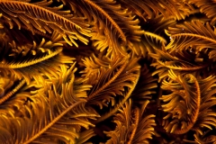 Chrinoid