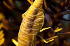 Chrinoid Shrimp