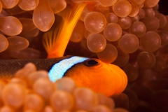Cinnamon Clownfish