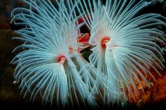 White Feather Duster