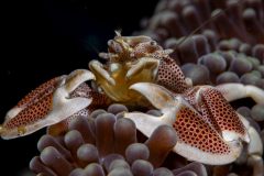 Porcelain Crab