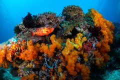 Glass Eye Squirrelfish