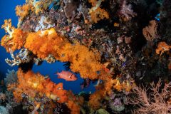 Glass Eye Squirrelfish