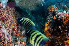 Six Banded Anglefish