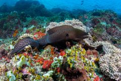 Moray on the reef