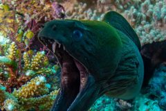 Moray Eel