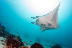 Manta Ray