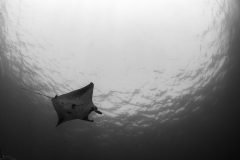 Manta Ray