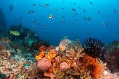 Black & White Heniochus Butterfly