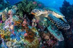 Green Turtle eating soft coral