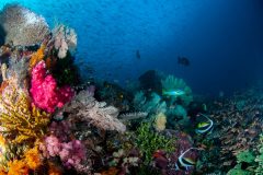 Reef Scene with fusiliers fish