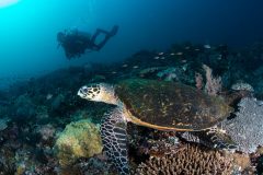 Green Turtle and diver