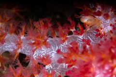 Type of soft coral crab