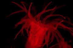 Yellow Sea Polyp (with red light)