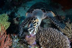 Green Turtle eating soft coral