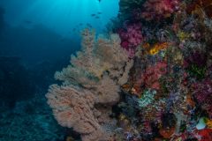 Sea Fan
