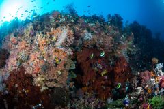 Reef Scene with manta