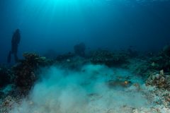 Blue Spotted stingray and diver