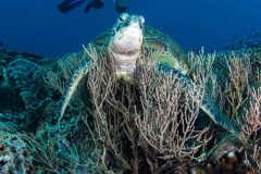 Green Turtle and diver