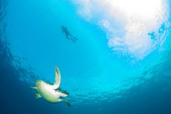 Green Turtle and snorkler