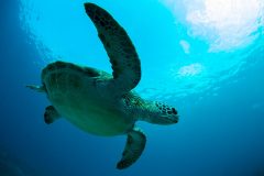 Green Turtle