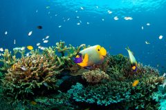 Blue Faced Anglefish