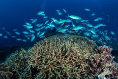 Fusiliers getting cleaned