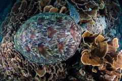 Green Turtle with clean shell!