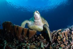 Big Green Turtle
