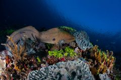 Moray Eel