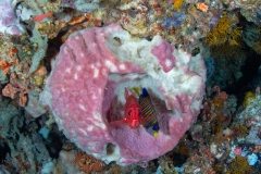 Regal Angelfish and Squirrelfish