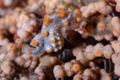 Pygmy Seahorse